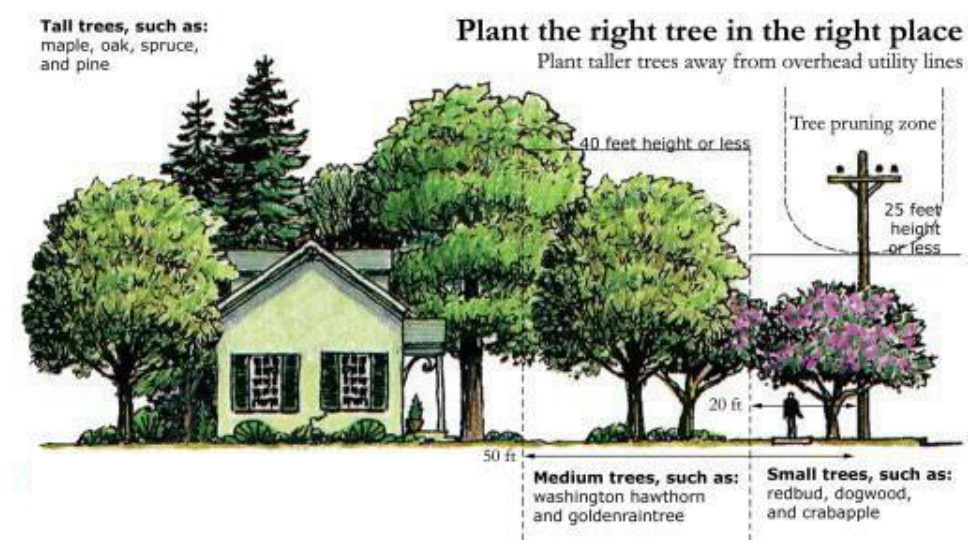 Figure 7.4: Recommended Tree Type and Placement